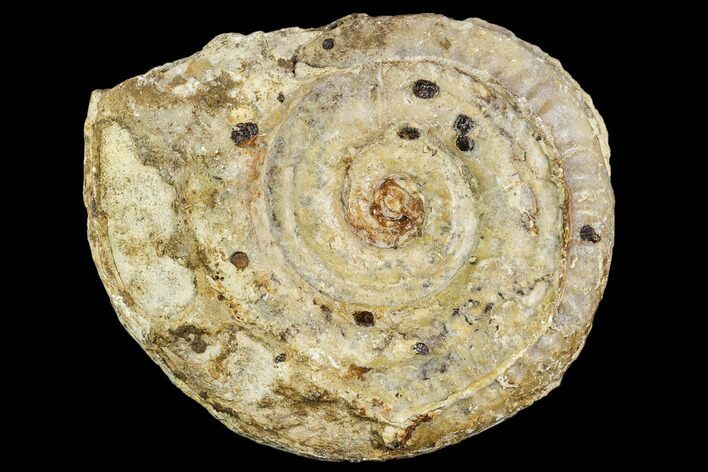 Fossil Ammonite (Hildoceras)- England #110818